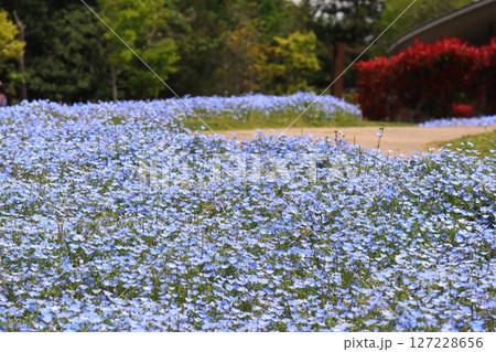 青いネモフィラの花畑 127228656