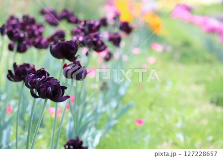 青いネモフィラの花畑 127228657