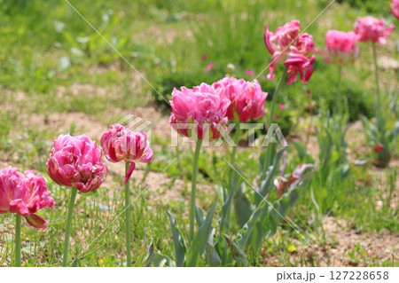 青いネモフィラの花畑 127228658