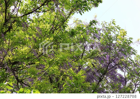 大木に絡まる藤の花 127228708