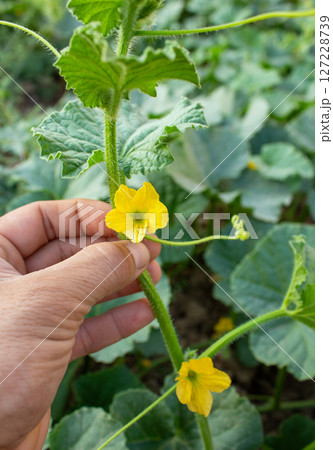 Farmer holds melon flowers and shows them to camera Farmer holds melon flowers and shows them to camera 127228739