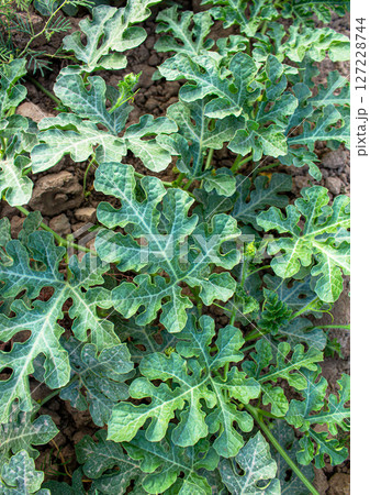 A young watermelon bush grows in the garden on the ground 127228744