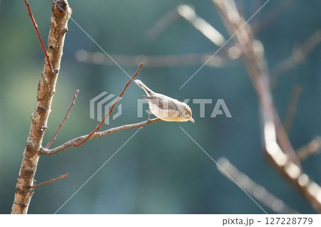 枝にとまるニシオジロビタキ 枝にとまるニシオジロビタキ 127228779