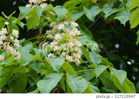 トチノキの花 127228947
