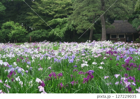満開の菖蒲田です。 127229035