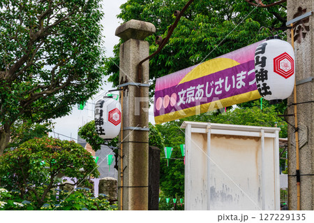 東京都文京区 白山神社(はくさんじんじゃ) 参道 文京あじさいまつり 東京都文京区 白山神社(はくさんじんじゃ) 参道 文京あじさいまつり 127229135