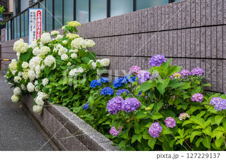 東京都文京区　白山神社（はくさんじんじゃ）　参道　文京あじさいまつり 127229137
