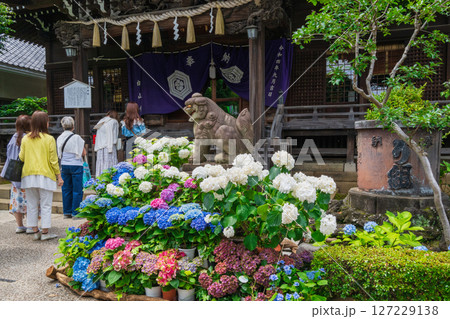 東京都文京区 白山神社(はくさんじんじゃ) 文京あじさいまつり 東京都文京区 白山神社(はくさんじんじゃ) 文京あじさいまつり 127229138