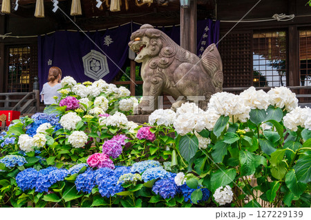 東京都文京区　白山神社（はくさんじんじゃ）　本殿　文京あじさいまつり 127229139