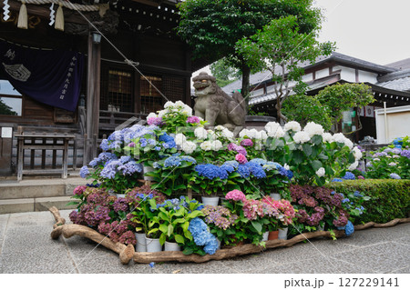 東京都文京区　白山神社（はくさんじんじゃ）　文京あじさいまつり 127229141