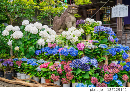 東京都文京区 白山神社(はくさんじんじゃ) 文京あじさいまつり 東京都文京区 白山神社(はくさんじんじゃ) 文京あじさいまつり 127229142