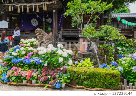 東京都文京区　白山神社（はくさんじんじゃ）　文京あじさいまつり 127229144