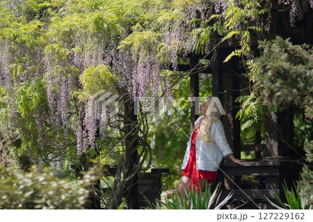 Wisteria woman garden, daytime. Lady enjoys scenery, in gazebo, relaxing, in spring. Wisteria woman garden, daytime. Lady enjoys scenery, in gazebo, relaxing, in spring. 127229162