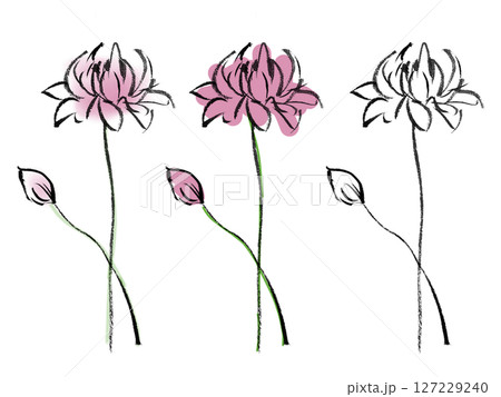 手書きで描いた蓮の花のイラスト(植物1) 手書きで描いた蓮の花のイラスト(植物1) 127229240