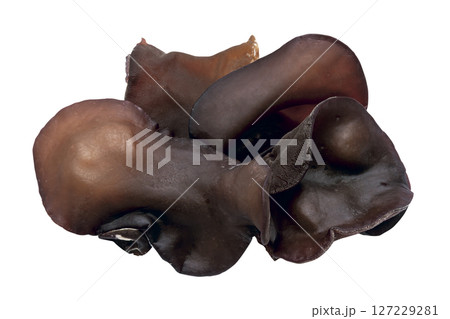 キクラゲ_09(切抜きパス付き) キクラゲ_09(切抜きパス付き) 127229281