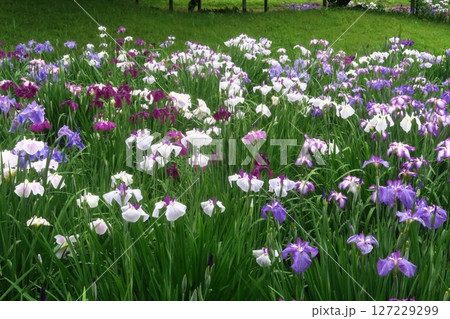 雨上がりの菖蒲園 127229299