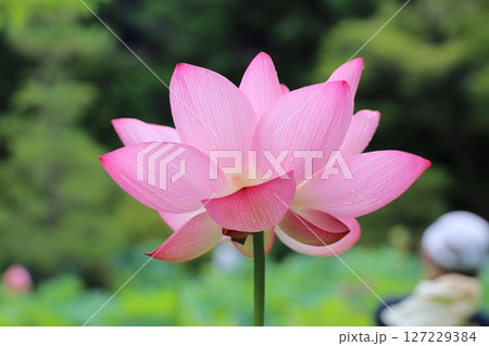 ピンクのハスの花 ピンクのハスの花 127229384