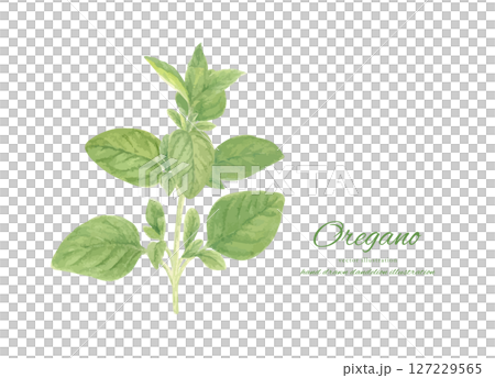 Fresh oregano painted in watercolor illustration material 127229565