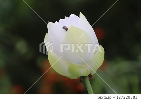 白いハスの花にハチ 127229583