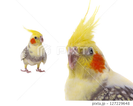 cockatiel  parrot isolated on a white background 127229648
