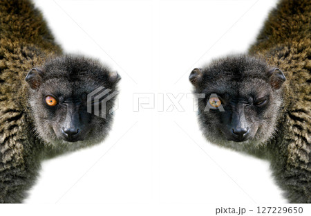 two brown lemur isolated on white background two brown lemur isolated on white background 127229650