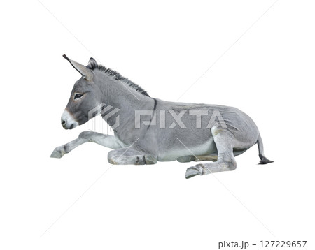 donkey house isolated on white background 127229657