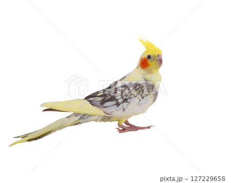cockatiel  parrot isolated on a white background 127229658