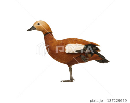 ruddy shelduck isolated on white background 127229659