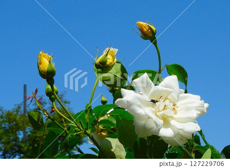 初夏を彩るハ菜花 初夏を彩るハ菜花 127229706