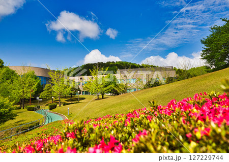 銀杏並木ーふくい健康の森の春 銀杏並木ーふくい健康の森の春 127229744