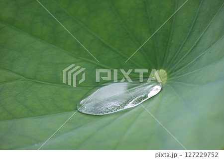 ハスの葉に水滴 127229752