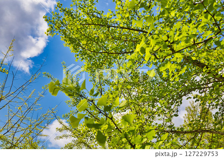 銀杏並木ーふくい健康の森の春 127229753