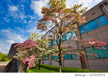 銀杏並木ーふくい健康の森の春 127229755