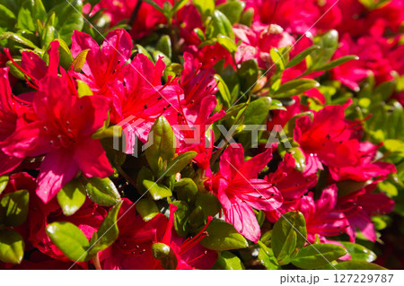 銀杏並木ーふくい健康の森の春 127229787