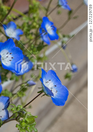 銀杏並木ーふくい健康の森の春 127229789