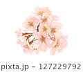 サクラ（一房）の水彩イラスト 127229792