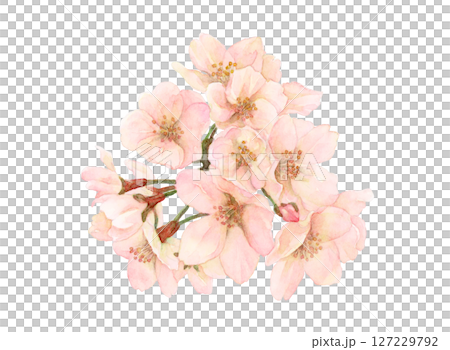 一束櫻花的水彩插圖 一束櫻花的水彩插圖 127229792