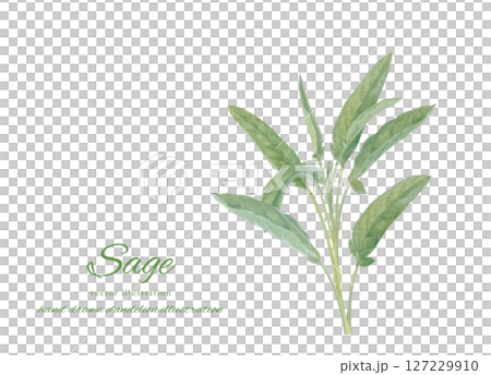 水彩で描いた新鮮なコモンセージのイラスト素材 127229910