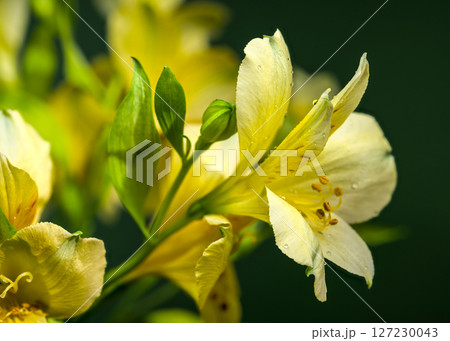 Soft Yellow Alstroemeria Flowers on a Deep Green Background 127230043