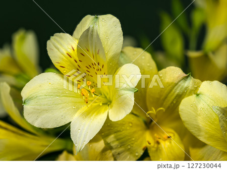 Soft Yellow Alstroemeria Flowers on a Deep Green Background 127230044