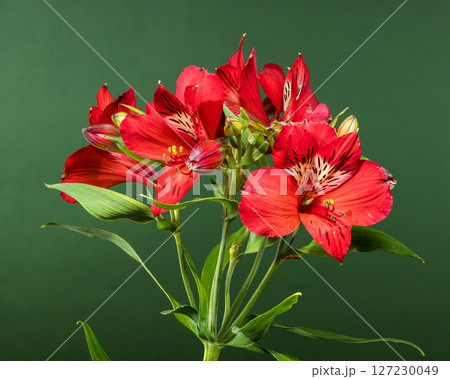 Vibrant Red Alstroemeria Flowers on a Deep Green Background 127230049