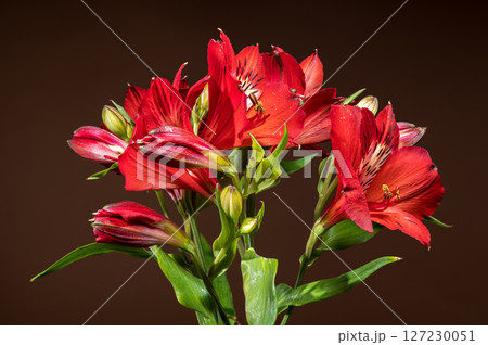 Radiant Red Alstroemeria Flowers on a Warm Brown Background Radiant Red Alstroemeria Flowers on a Warm Brown Background 127230051