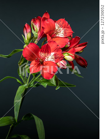 Vivid Red Alstroemeria Flowers on a Dark Gray Background 127230052