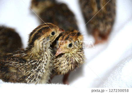 ウズラ・並ウズラのひな ウズラ・並ウズラのひな 127230058