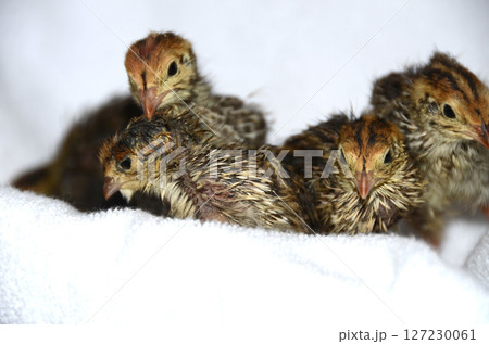 ウズラ・並ウズラのひな 127230061