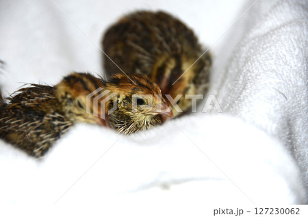 ウズラ・並ウズラのひな 127230062