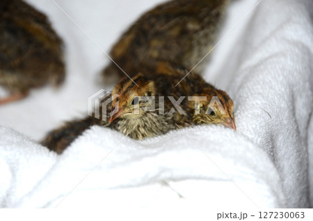 ウズラ・並ウズラのひな ウズラ・並ウズラのひな 127230063