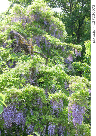 古木と山藤の花 焼地台公園 岩手県 古木と山藤の花 焼地台公園 岩手県 127230072