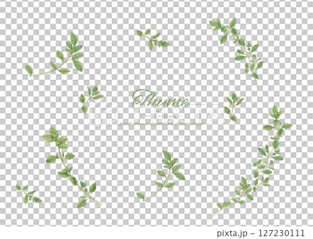 Watercolor illustration set of thyme 127230111