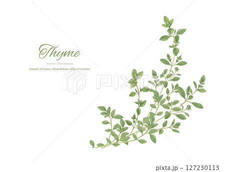 水彩で描いたタイムのイラストセット 127230113